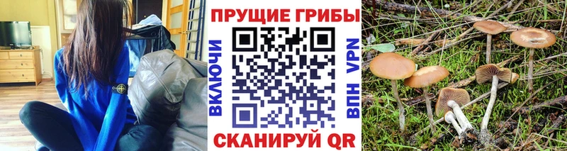 Псилоцибиновые грибы Cubensis купить наркотик Шагонар